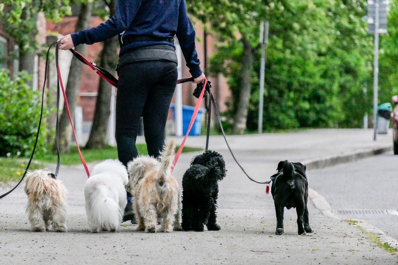 Woman dog walking for extra cash